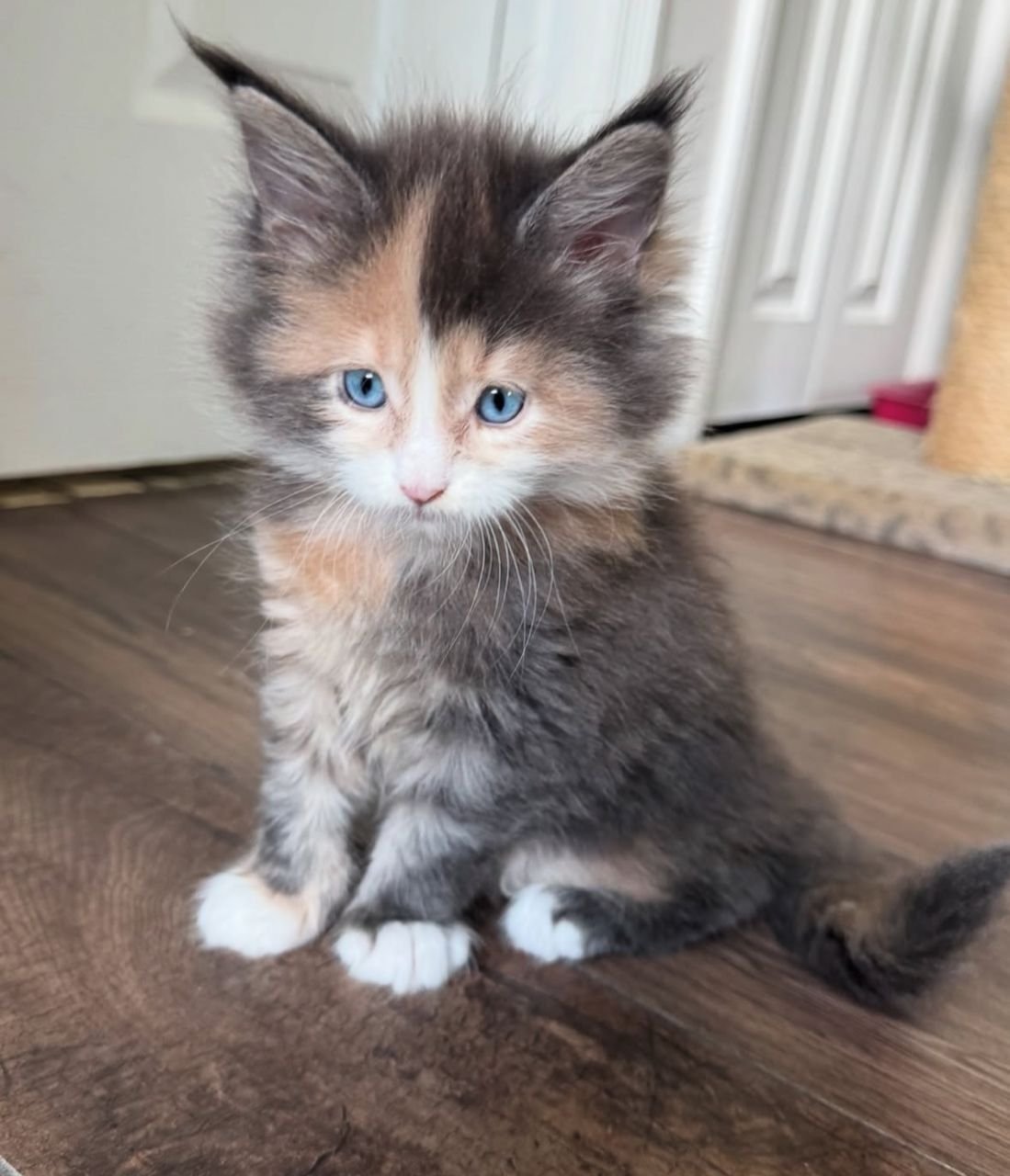 Maine Coon Kitten