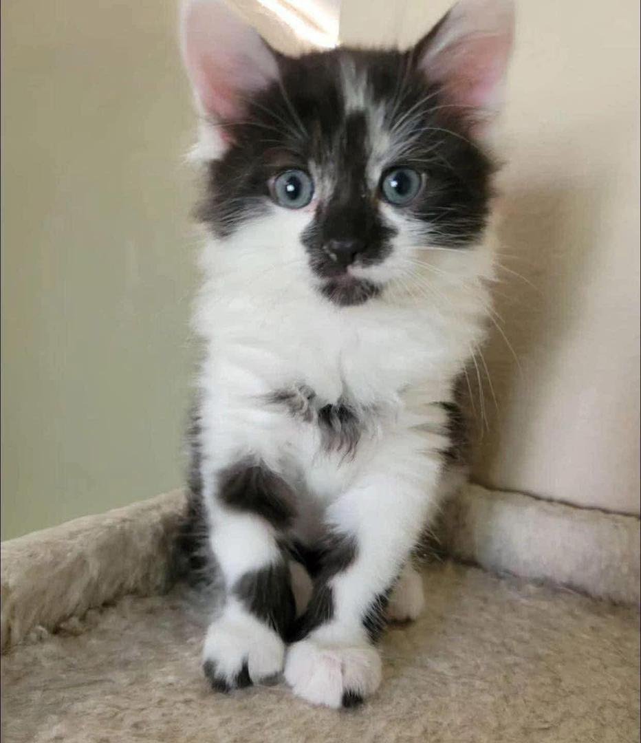Oliver - Brown Tabby Maine Coon