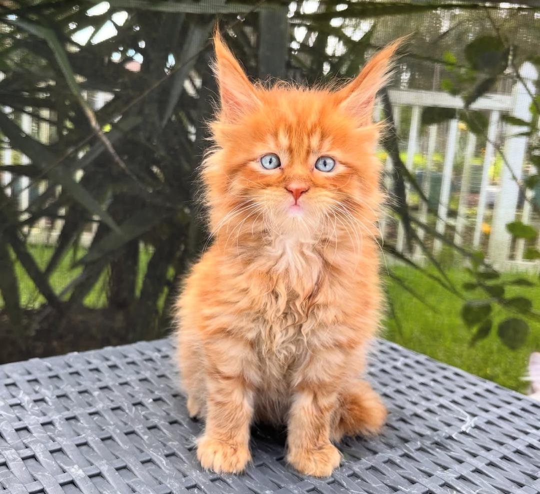 Mia - Gray Tabby Maine Coon
