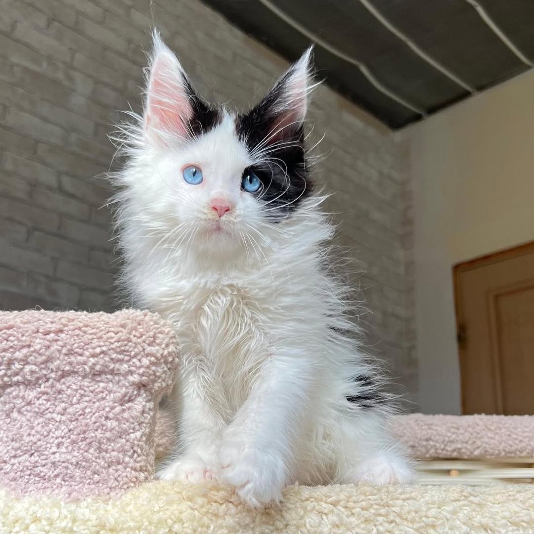 Leo - Orange Tabby Maine Coon