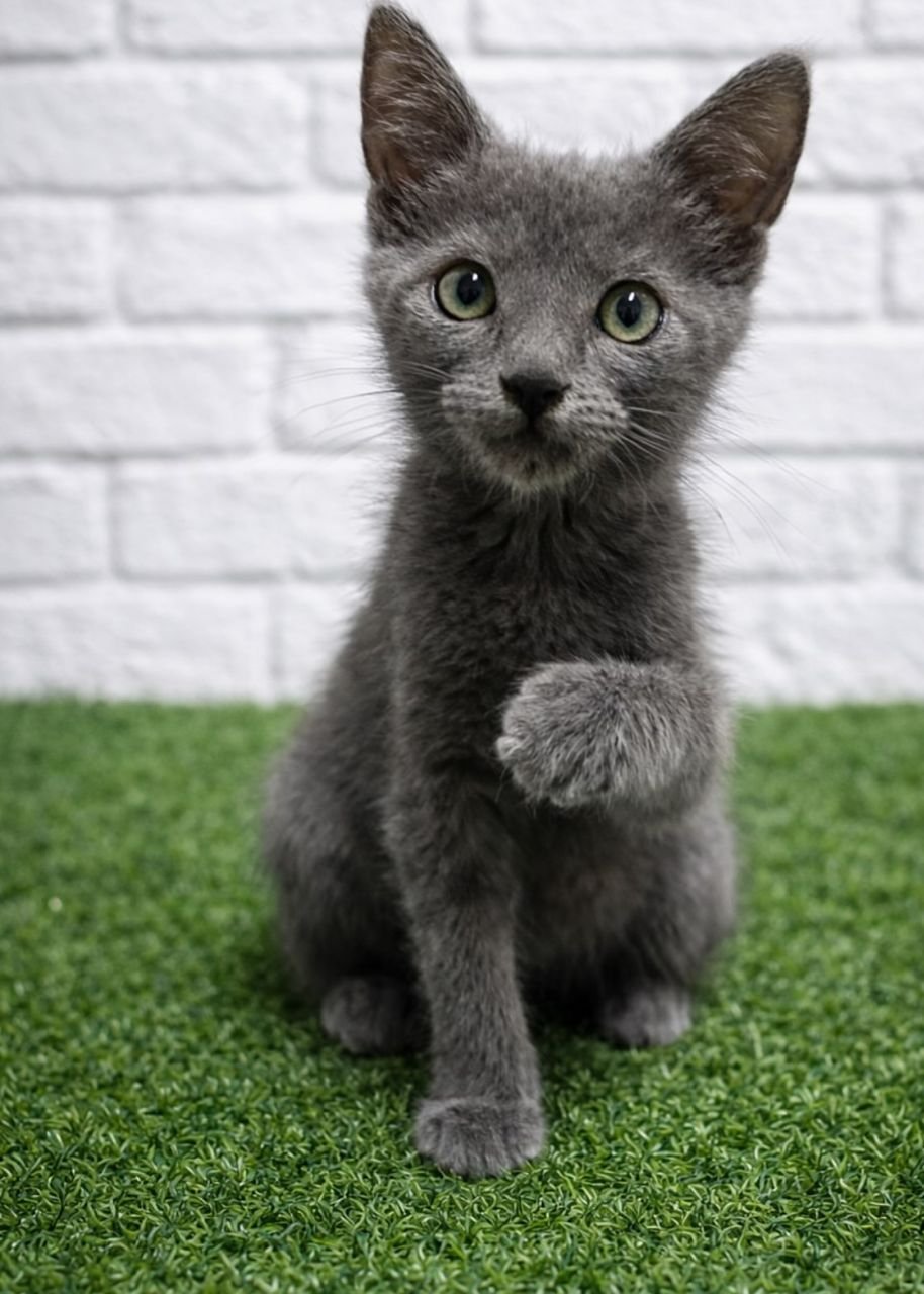 Willow - Calico Maine Coon